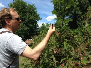Picking blackberries