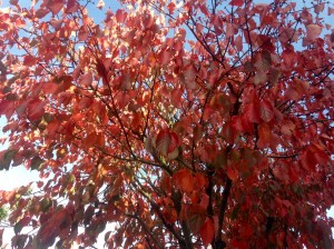 red autumn leaves