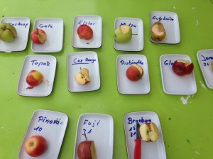 Autumn harvest apples