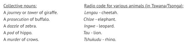 tshukudu facts