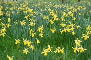 daffodils