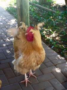 Farm stall, Free State