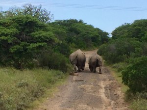 Rhino Inkwenkwezi