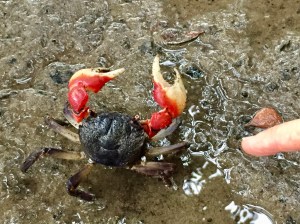 Mangrove tree crab