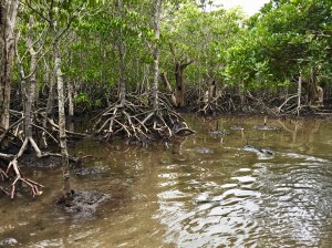 Mangroves