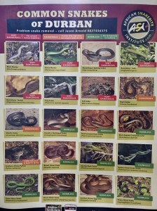 Durban snakes