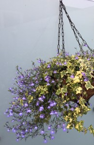 Our hanging basket this year way surpasses last year's.