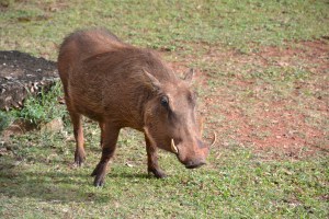 Warthog