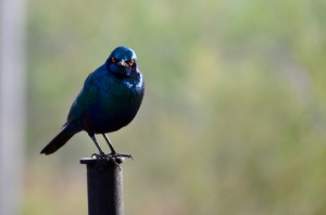 Glossy Starling