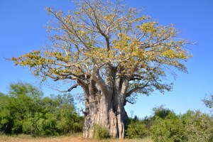 Baobab