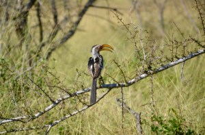 Hornbill