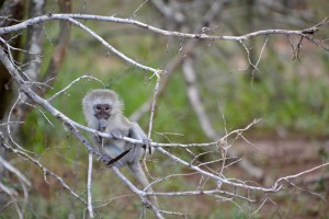 Vervet Monkey