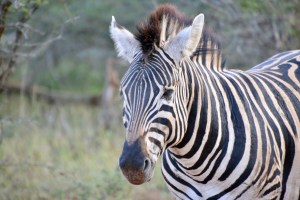 Zebra