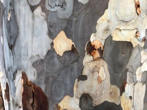 The Blue Gum or Eucalyptus Tree