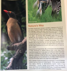 Red billed Ox Pecker