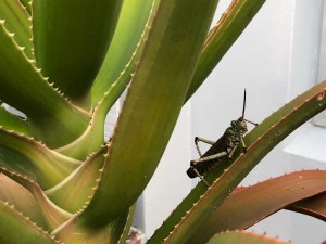 locust