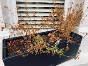 Window basket summer 2018