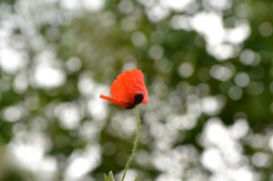Poppy at The Somme