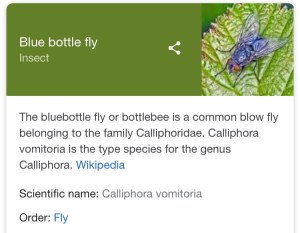 Blue bottle fly
