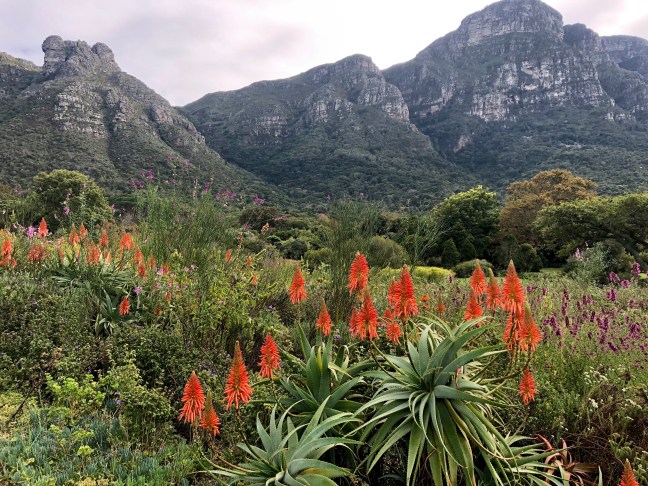 Kirstenbosch Gardens, Cape Town