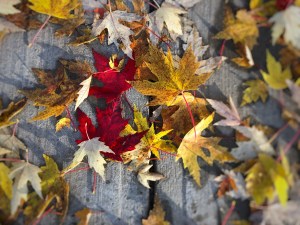 red and yellow autumn leaves