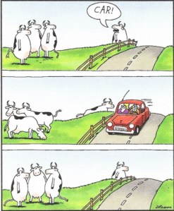 cows