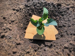 Cauliflower seedling in soil