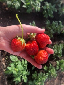 four red strawberries