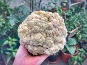 allotment cauliflower