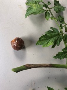 Blight on cherry tomato