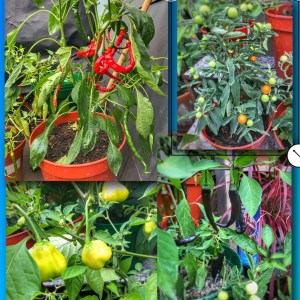 Hubby's chillies
