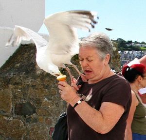 Seagull steels ice-cream